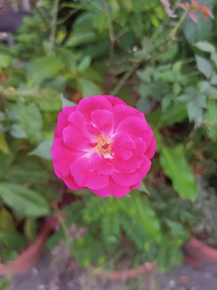 艷陽天，花兒還是朵朵盛放。