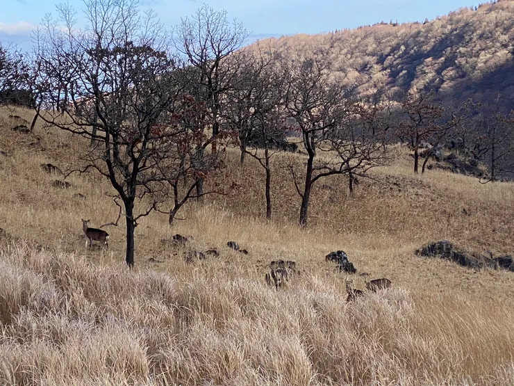 日本大分-由布岳 || 一圓原本上山就想看鹿群的願望，太開心了