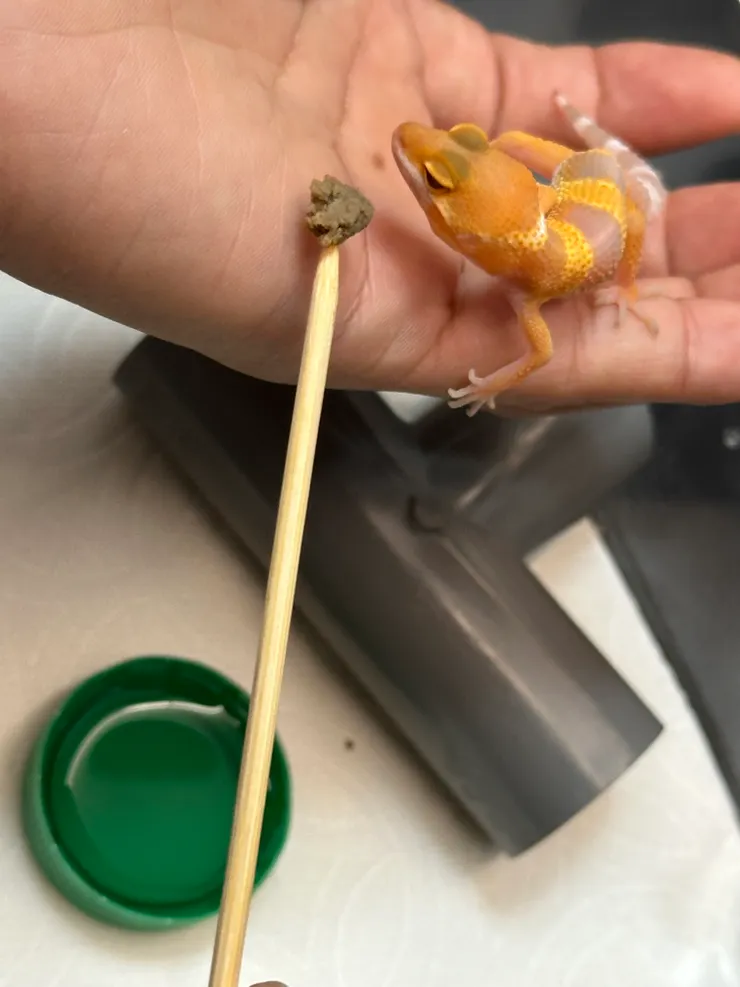 再見👋我們家的「芒果」