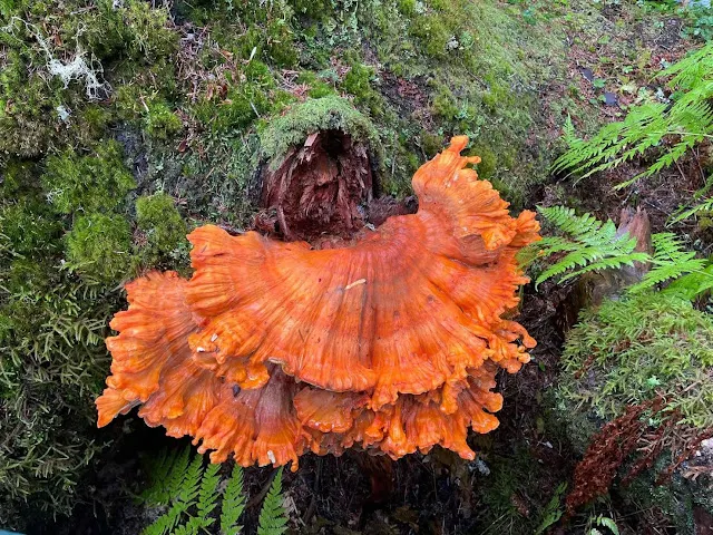 硫磺菌 (可食用) / 照片來源 : 陳郁如的奇幻世界