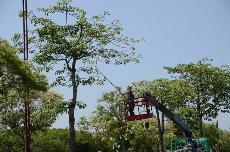 工人乘著升降的吊車，將樹上一朵一朵已結木棉的棉花打落。