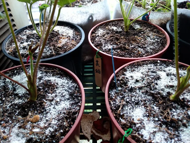 蛋殼磨成粉作有機肥料也可充當下雪景象