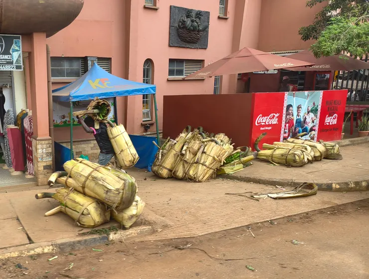 猜猜這些一大捆一大捆的東西是甚麼?