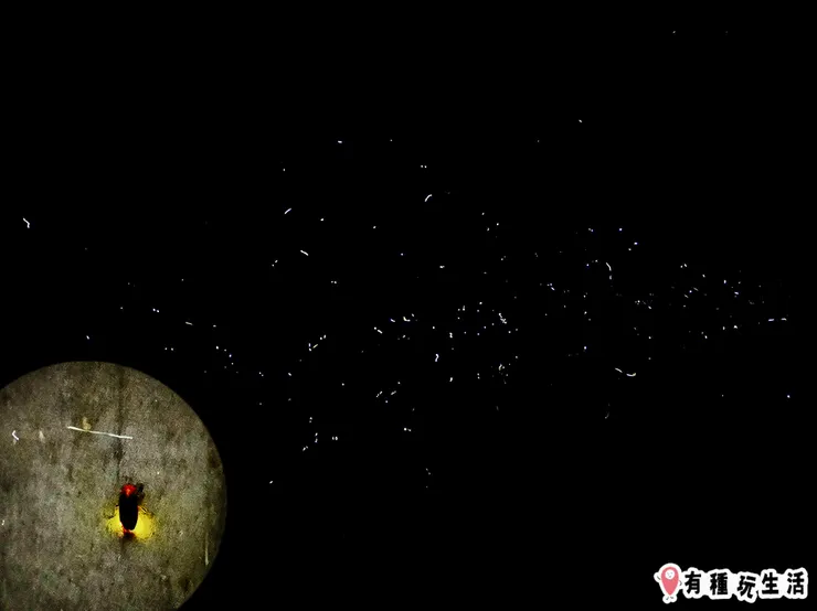 超爆量螢火蟲只到6月底