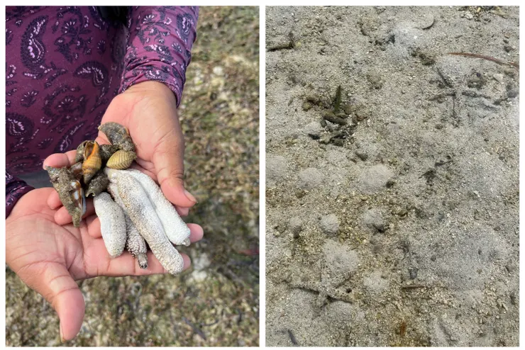 在地人撿拾的生物（左）與兩個海星（右）