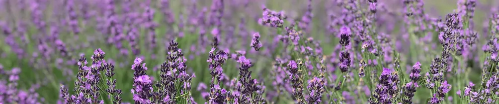 喬咩咩 的 這些那些