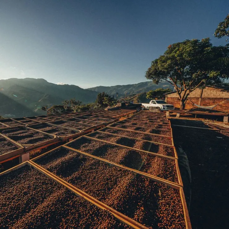 厭氧蜜處理結合了「蜜處理」的醇厚甜感與「厭氧發酵」的特殊風味