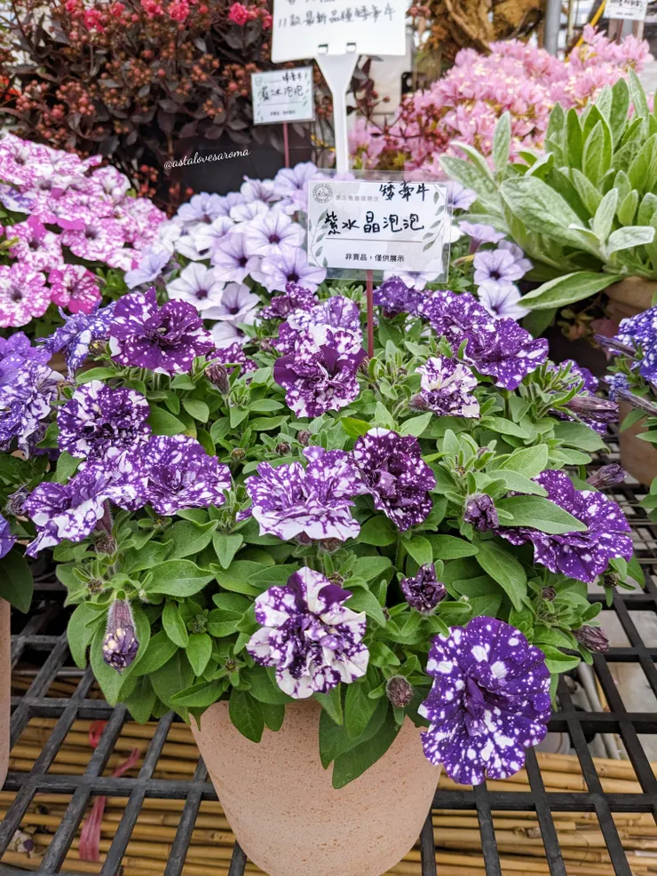 矮牽牛 - 紫水晶泡泡
