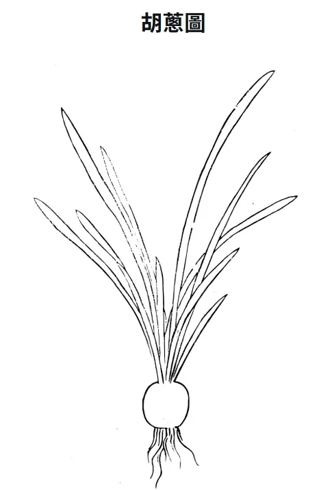 胡蔥圖 出自《古今圖書集成》
