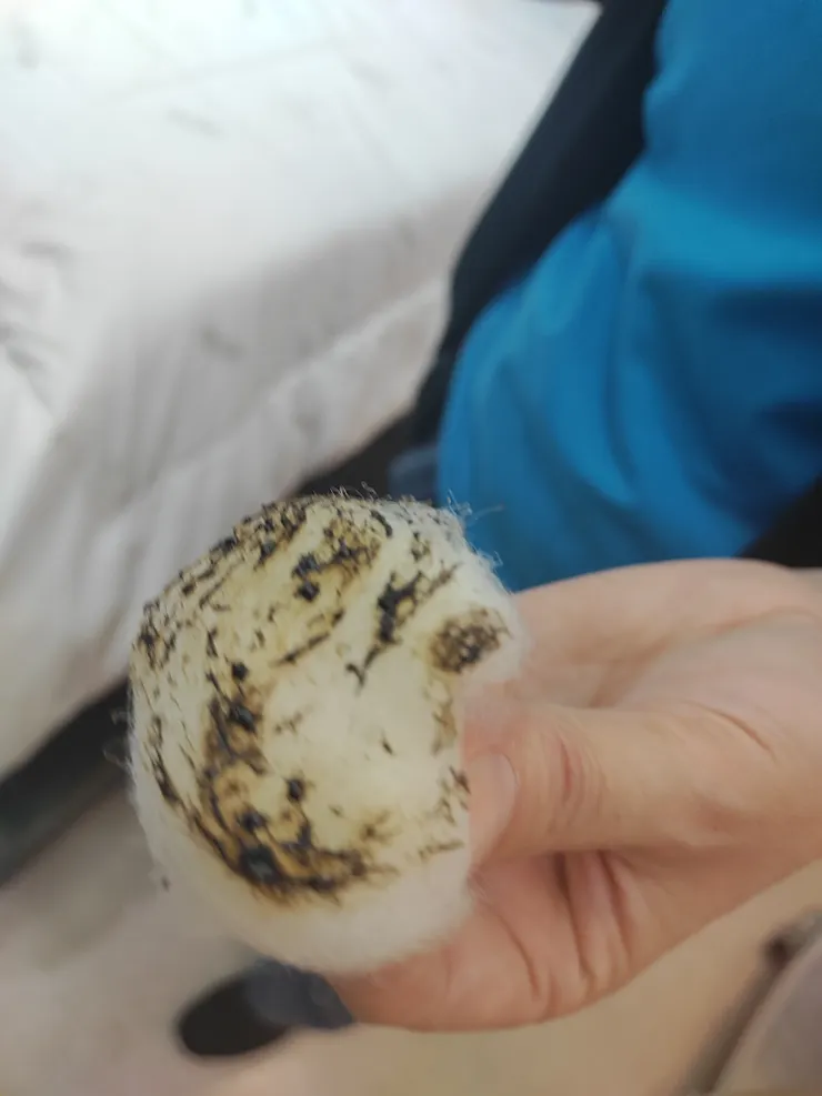 羊毛防火