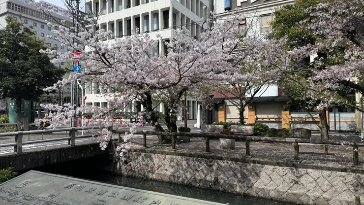 運氣好，四月中還能遇上櫻花