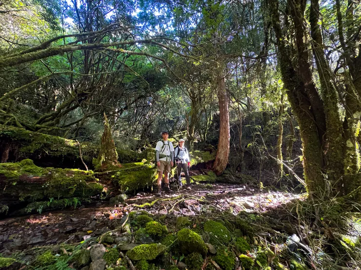 新路往秀魯葉大部份是松蘿森林，沿著溪溝上切，部份需陡上80度的坡度到林道