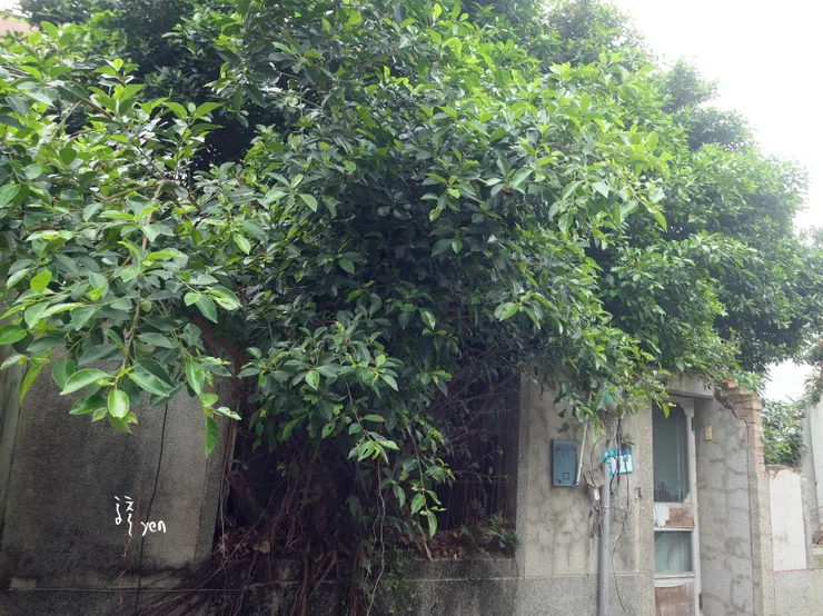 被植物佔據的破敗屋舍