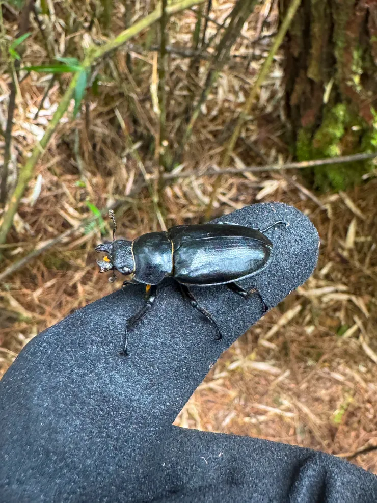 把路徑上的甲蟲送到安全的樹上