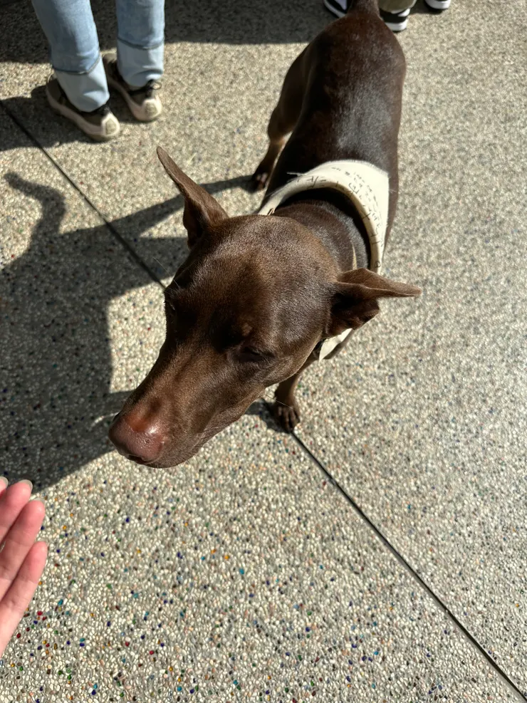 店狗「阿泥」是個盡責的店員喔!室內室外不斷穿梭巡店,為頂著高溫候位的客人帶來慰藉