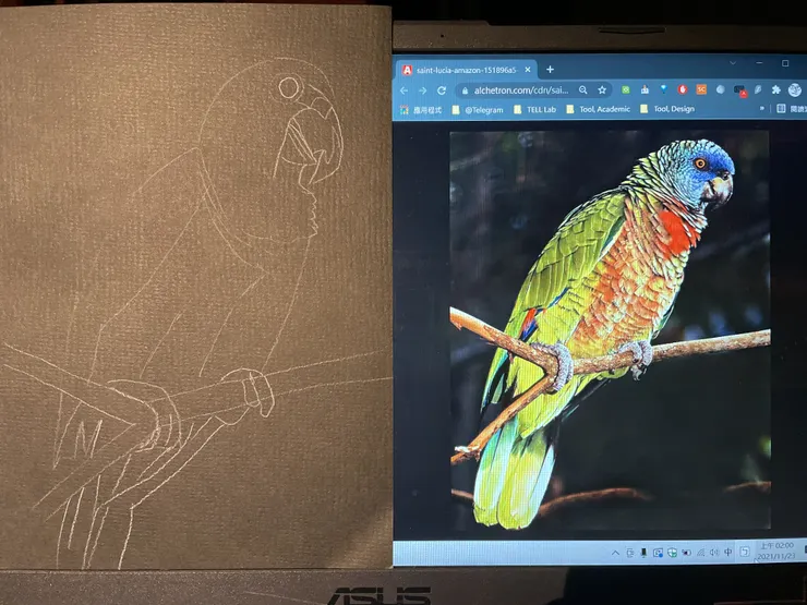 聖露西亞鸚鵡,02:00 的白線輪廓