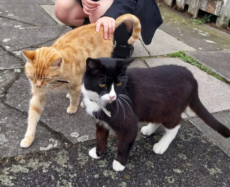 我旁邊這隻貓兄弟,是跟我一起住。我們的感情很好,常常一起出來曬太陽,好暖呼呼哦!