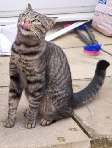 她家的貓糧也挺好吃，但我挑食，我非不吃（雖然我很喜歡）