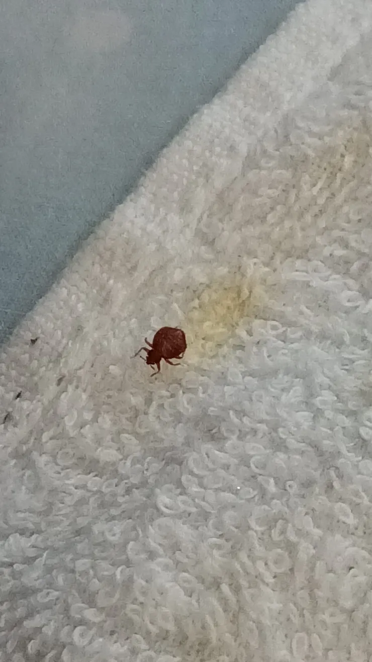 用手機拍下的活床蝨，體積較大、移動緩慢