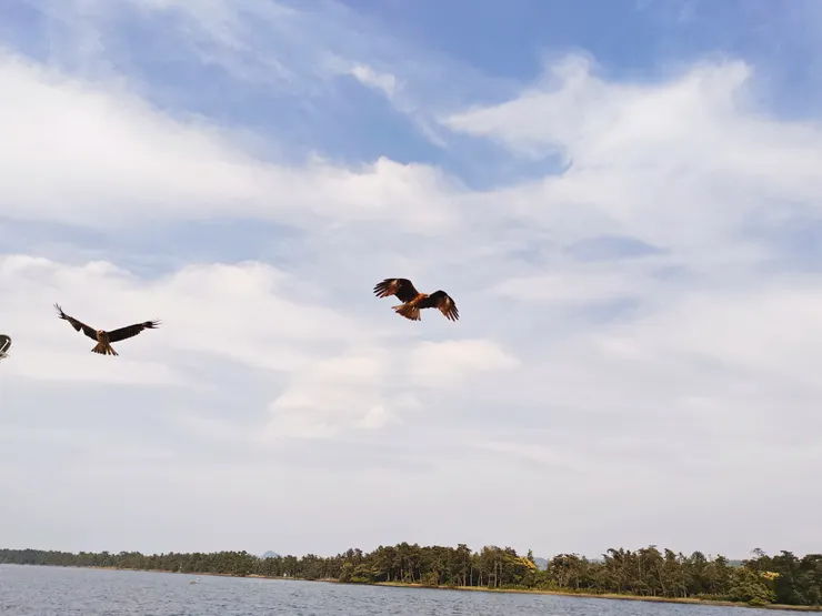 隨船伴飛的海鷗飛鷹