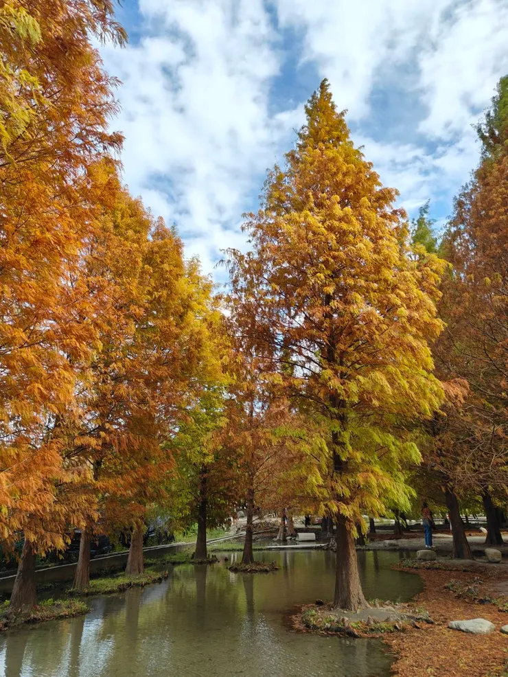有水池設計的落羽松林角落