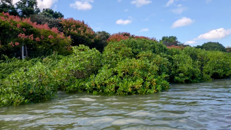 台灣欒樹與水筆仔