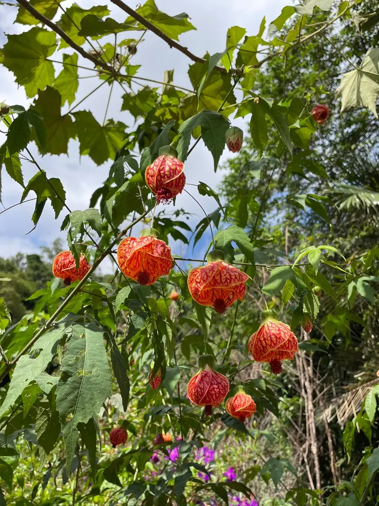 風鈴花(燈籠花)