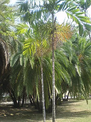 src