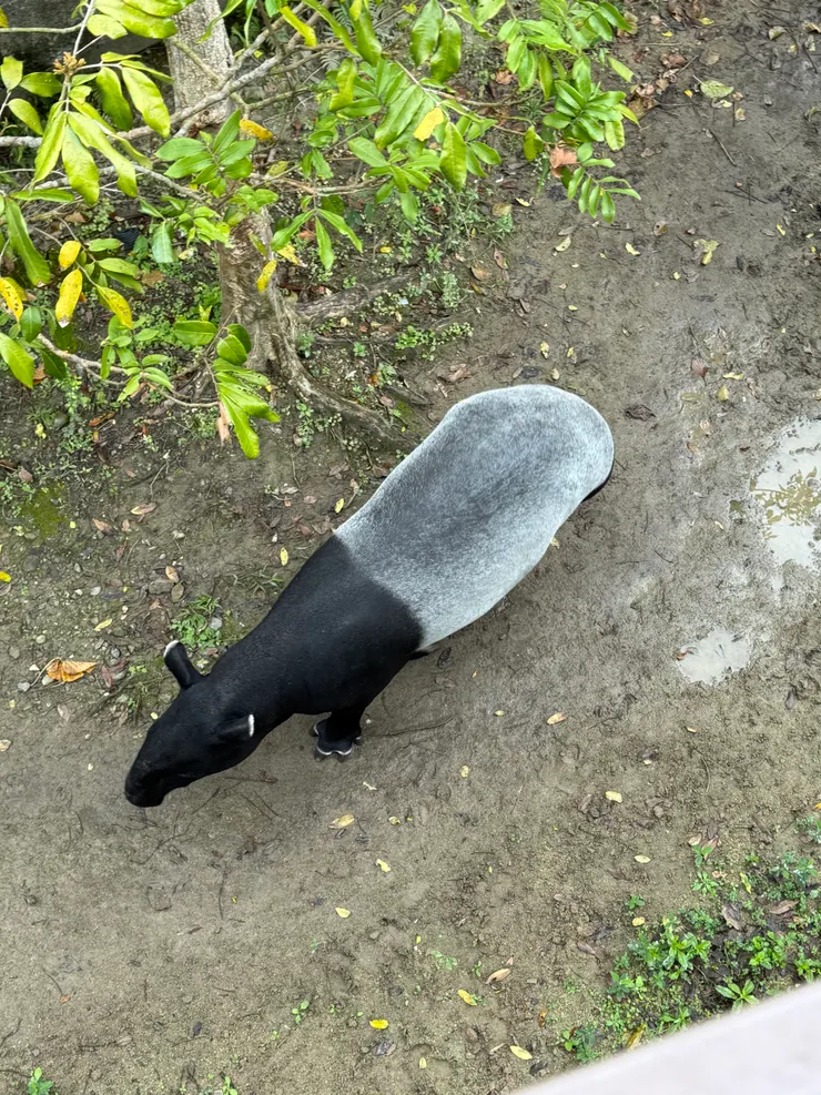 2026/02/17 馬來膜