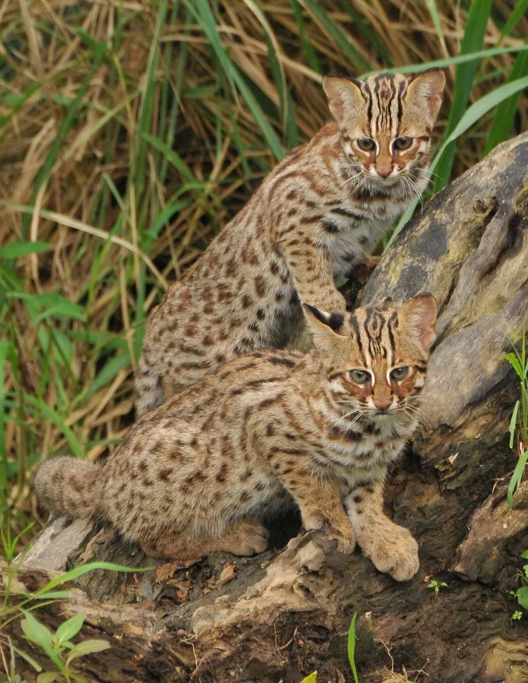 圖片來源:不要再有下一個小草,盼生態廊道留安全的路給石虎走