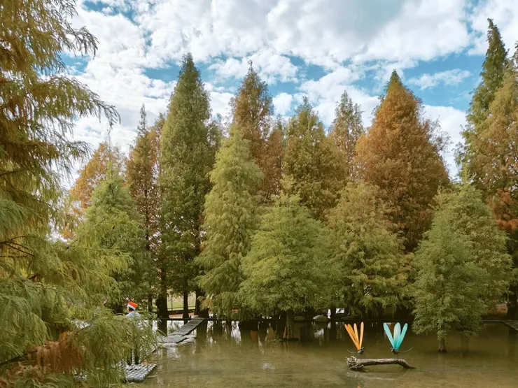 12月底並不是每棵落羽松都會轉黃