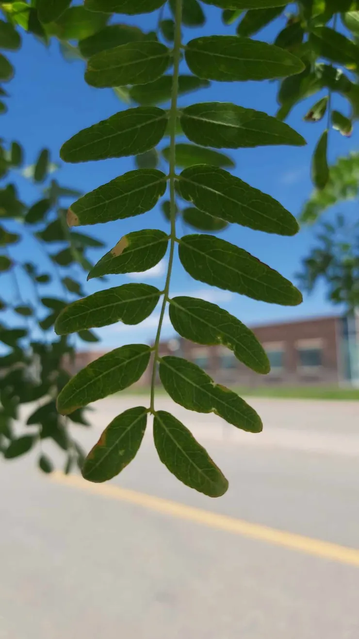 2022年，第一次見到學校時拍的... 樹葉後的那個模糊的建築物是學校（廢話！）