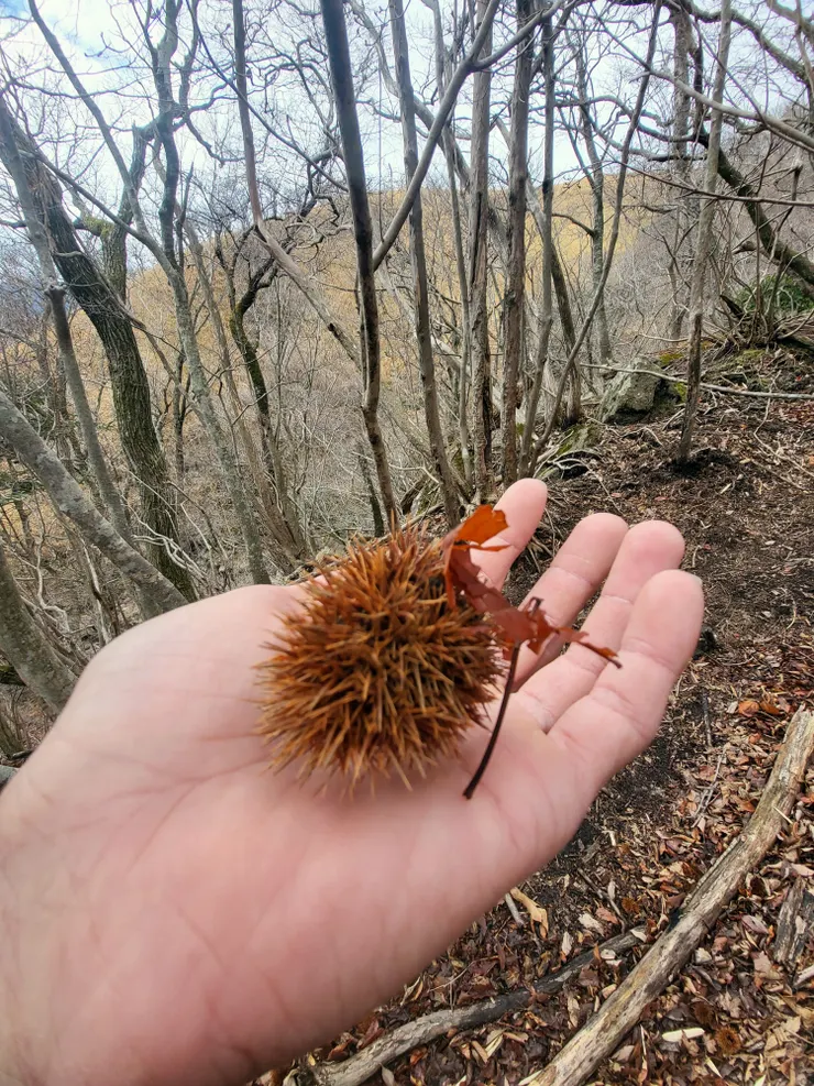 日本大分-由布岳