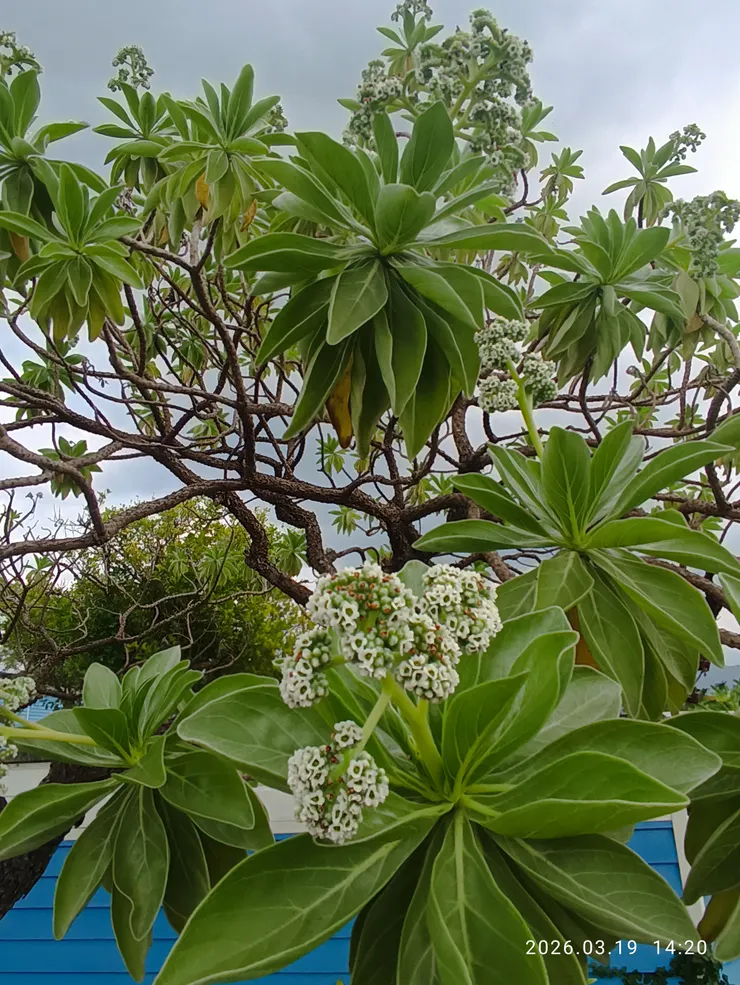 白水木花開，皆自拍攝