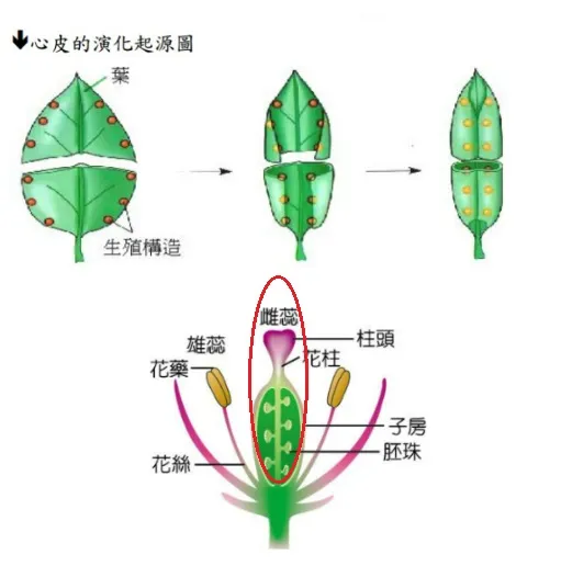 植物學家認為花葉是同源的。把雌蕊攤開來看其實就是一張葉，裸子植物與被子植物最大的差別就在於被子植物已進化出用一片葉子把它的種子包起來。