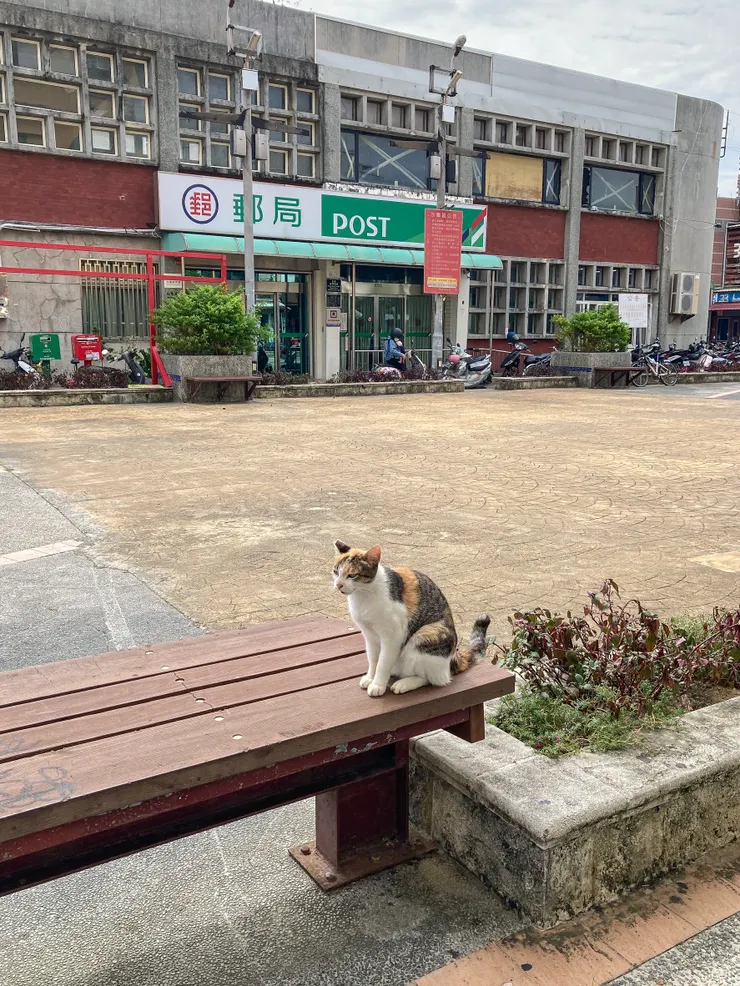 到處都有親人的貓貓