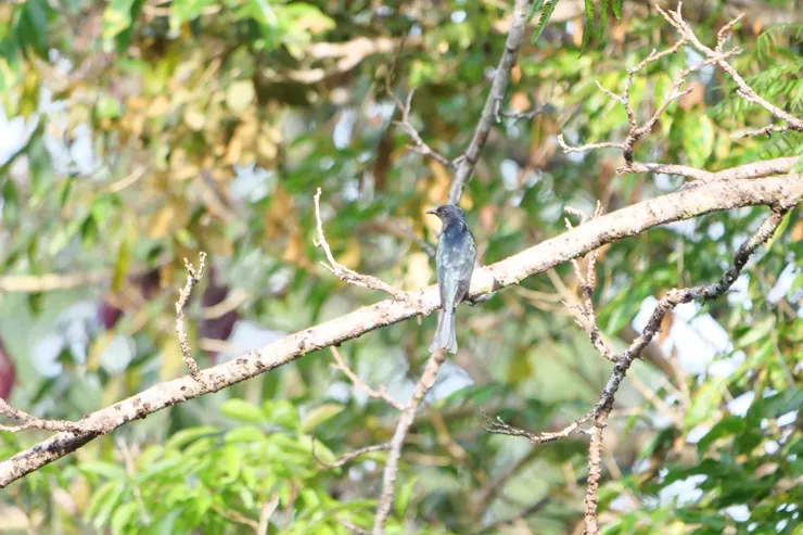 咀巴向下彎是烏鵑