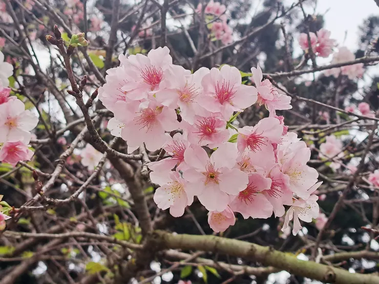 大漁櫻(霉女3月拍攝）