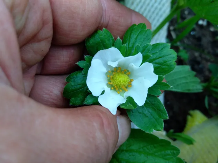 農地~美姬草莓開花了