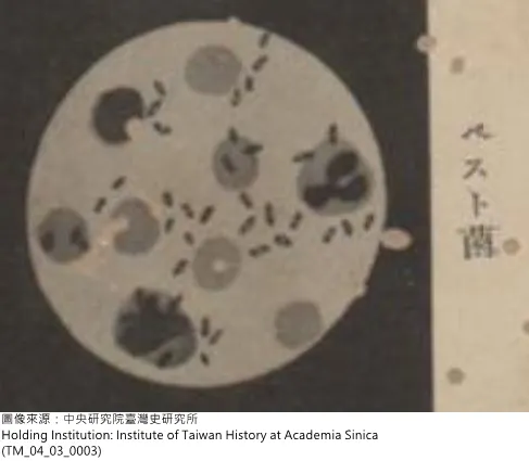 鼠疫桿菌。資料來源:中央研究院台灣史研究所