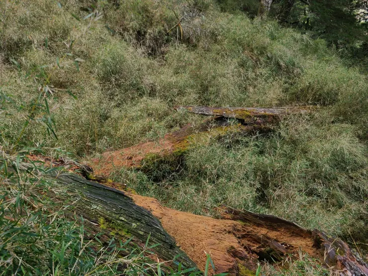 少不了倒木、密箭竹