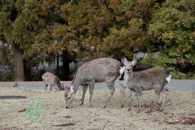 鹿群。
