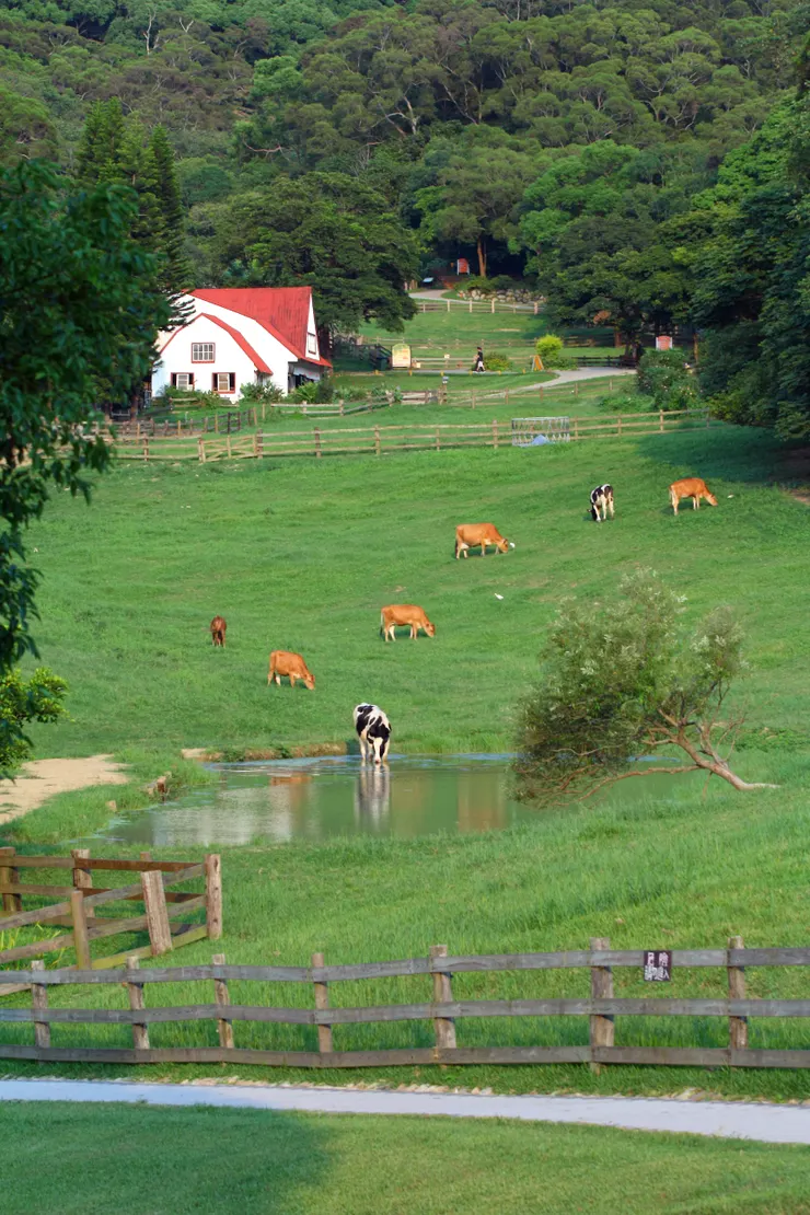 《遼闊的牧場草原。圖／飛牛牧場》