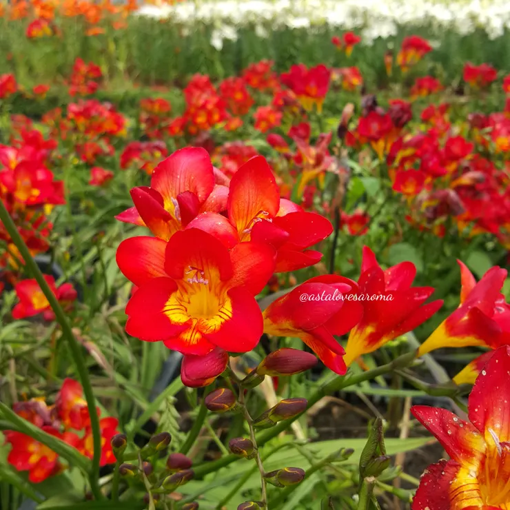 小蒼蘭 - 攝於中社觀光花市