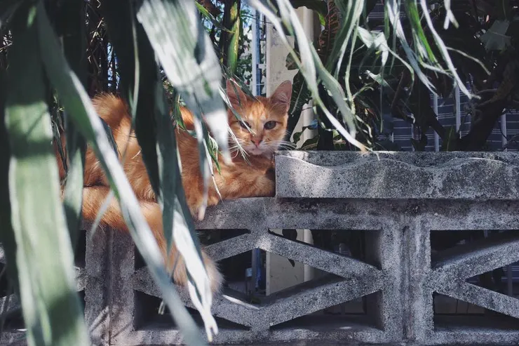 圖文不符：沖繩的橘貓