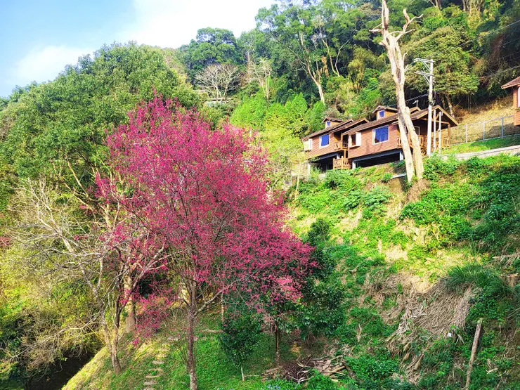 民宿前的山櫻花正盛開著