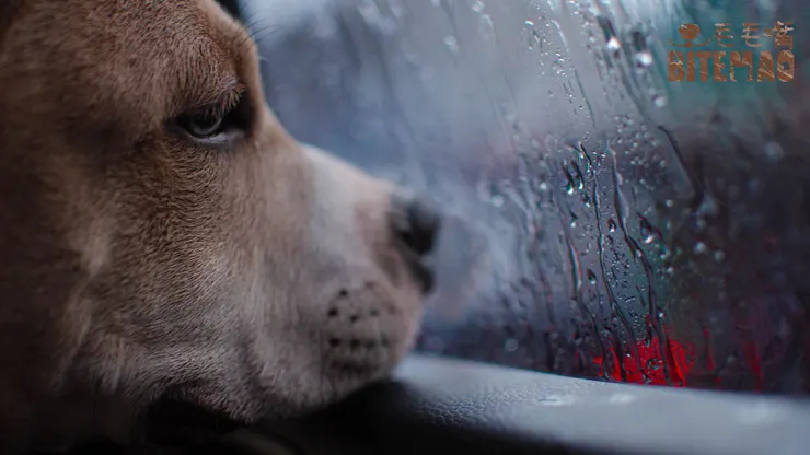 Dog looking out the window on a rainy day