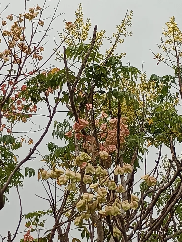 欒樹依時開四色，又名四色樹，今漸轉第三色然此株竟仍同擁前三色，自拍攝