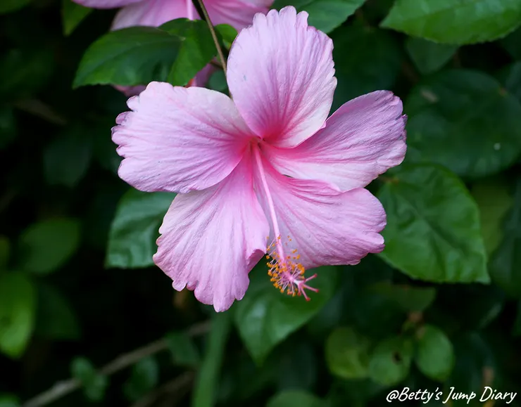 ▲大有梯田生態公園/圖片來源：Betty's Jump Diary