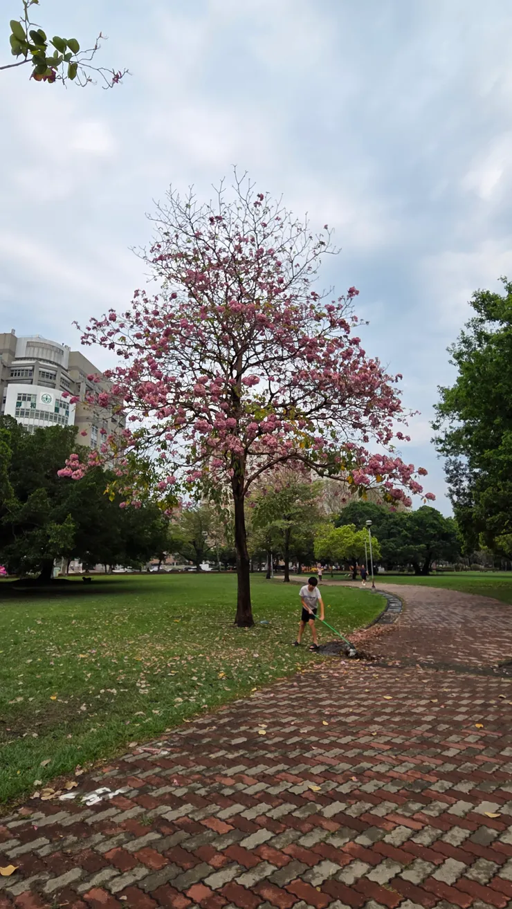 公園中的落花增多了